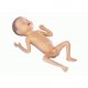 Figurína předčasně narozeného dítěte - 24. týden