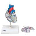 Model lidského srdce s převodním systémem srdečním - 2 části