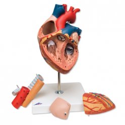 Model lidského srdce s jícnem a průdušnicí - 5 částí
