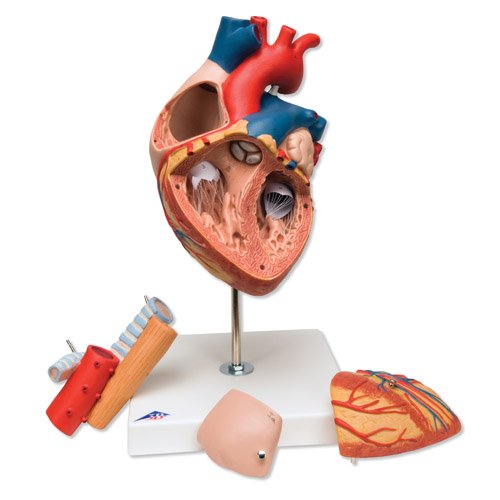 Model lidského srdce s jícnem a průdušnicí - 5 částí