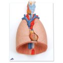 Model lidských plic s hrtanem - 7 částí
