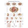 Toto schéma pánve zobrazuje anatomii pánve a dna pánevního. Všechny orgány, svaly i vazy jsou odborně popsány. Popisky na této schémě jsou uvedeny v angličtině a němčině. 