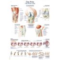 Schéma - anatomie kolene