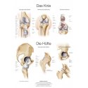 Schéma - anatomie lidské kyčle a kolene