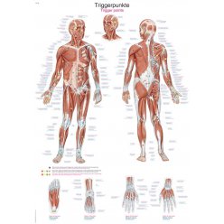 Schéma - aktivní body lidského těla