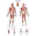 Schéma - aktivní body lidského těla