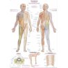 Schéma zobrazuje dermatomy na lidské postavě. Dermatomy jsou barevně rozlišeny a popsány. Anatomické popisy dermatomů jsou v německém, anglickém a latinském jazyce.