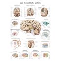 Schéma - lidský mozek 
