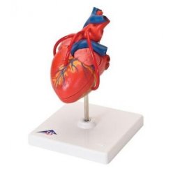 Model lidského srdce s bypassem - 2 části - DOPRODEJ