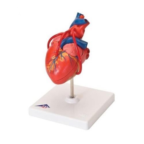 Model lidského srdce s bypassem - 2 části - DOPRODEJ