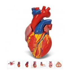 Magnetický model srdce na podstavci - 5 částí