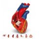 Magnetický model srdce na podstavci - 5 částí