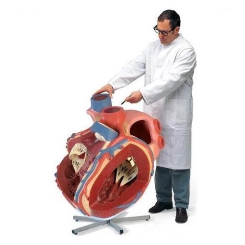 Model lidského srdce - osminásobek skutečné velikosti