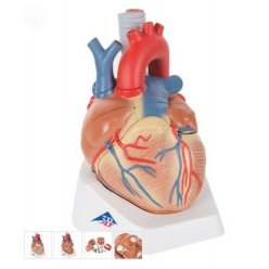 Model lidského srdce - 7 částí
