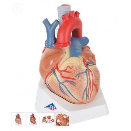 Model lidského srdce - 7 částí