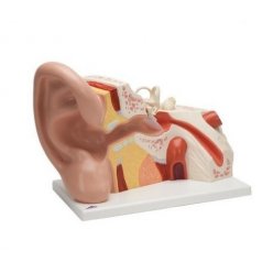 Model lidského ucha - pětkrát zvětšeno - 3 části