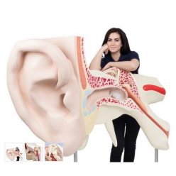 Model lidského ucha - patnáctkrát zvětšeno - 3 části