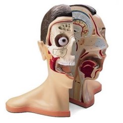 Model lidské hlavy a krku - 5 částí