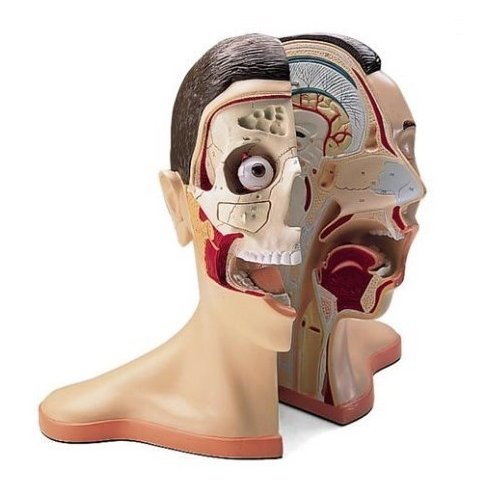 Model lidské hlavy a krku - 5 částí