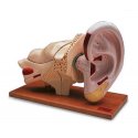 Model lidského ucha - pětkrát zvětšeno - 8 částí
