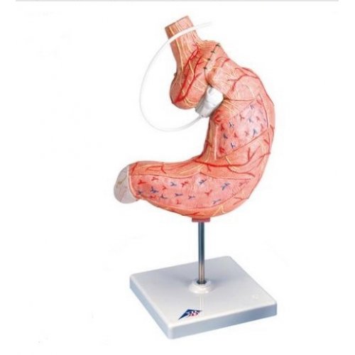 Model lidského žaludku s bandáží - 2 části