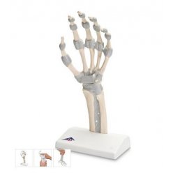 Model kostry lidské ruky s elastickými vazy