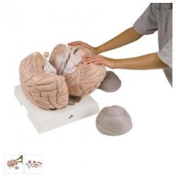 Model lidského mozku - 2.5x zvětšeno - 14 částí