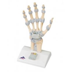 Model kostry lidské ruky s vazy a karpálním tunelem