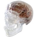 Model lidské lebky - transparentní - 3 části