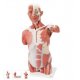 Torzo svaloviny člověka - 27 částí