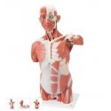 Torzo svaloviny člověka - 27 částí