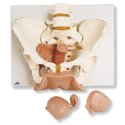 Model kostry lidské pánve - ženské - s pohlavními orgány - 3 části