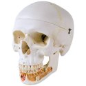 Model lidské lebky - dentální s otevřenou spodní čelistí