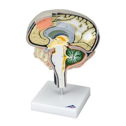 Model mozku - sagitální řez