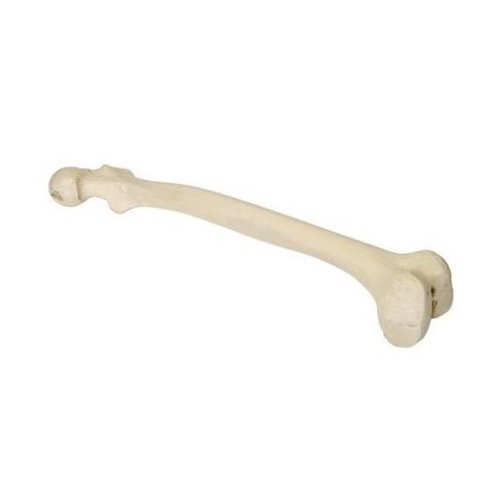 Model lidské kosti stehenní - levá - ORTHObones