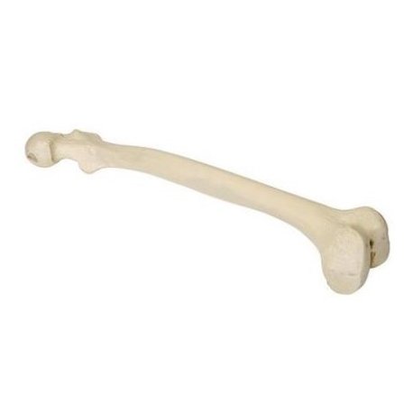 Model lidské kosti stehenní - levá - ORTHObones