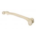 Model lidské kosti stehenní - levá - ORTHObones
