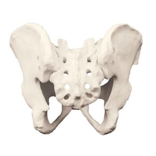 Model lidské pánve - ORTHObones