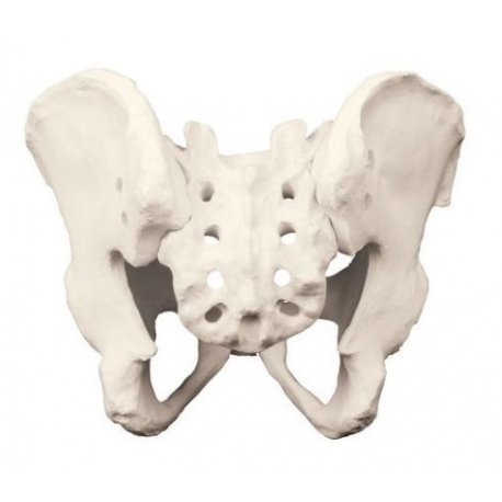 Model lidské pánve - ORTHObones