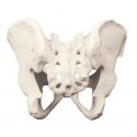 Model lidské pánve - ORTHObones