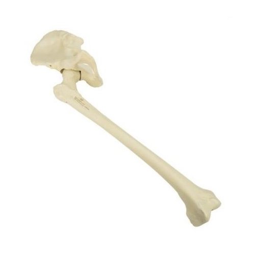 Model lidské kosti pánevní s kostí stehenní - pravá - ORTHObones - DOPRODEJ