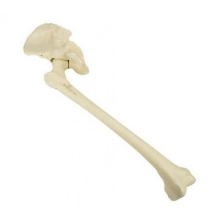 Model lidské kosti pánevní s kostí stehenní - pravá - ORTHObones