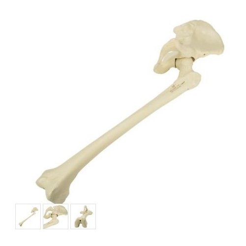 Model lidské kosti pánevní s kostí stehenní - levá - ORTHObones - DOPRODEJ