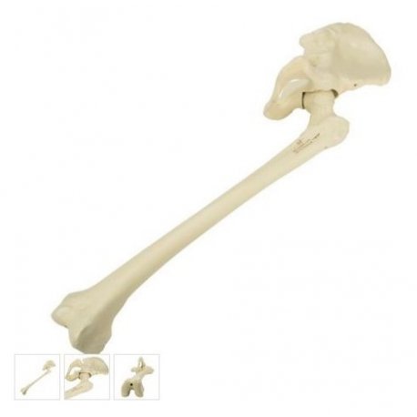 Model lidské kosti pánevní s kostí stehenní - levá - ORTHObones