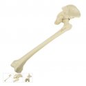 Model lidské kosti pánevní s kostí stehenní - levá - ORTHObones - DOPRODEJ