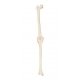 Model lidského kolenního kloubu - levý - ORTHObones