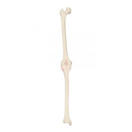 Model lidského kolenního kloubu - levý - ORTHObones