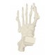 Model lidské kostry nohy - patologický - ORTHObones
