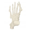 Model lidské kostry nohy - patologický - ORTHObones - DOPRODEJ