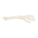 Model lidské kostry ruky a předloktí - ORTHObones - DOPRODEJ